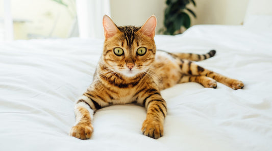 Why Does My Cat Stare At Me?