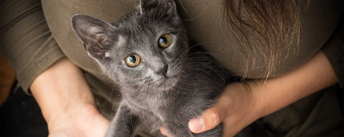 Why Do Cats Sit On Your Chest?