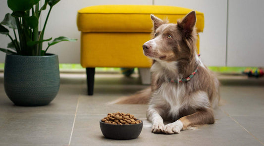 How Long Can A Dog Go Without Eating?