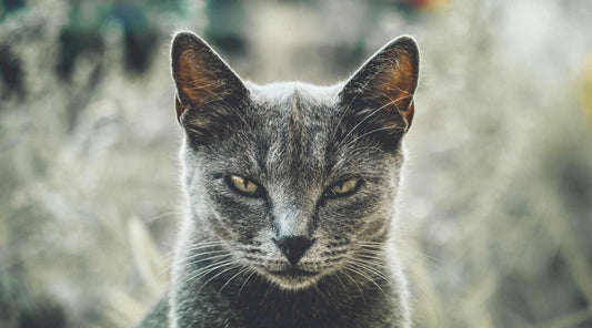 How Long Does A Cat Hold A Grudge?