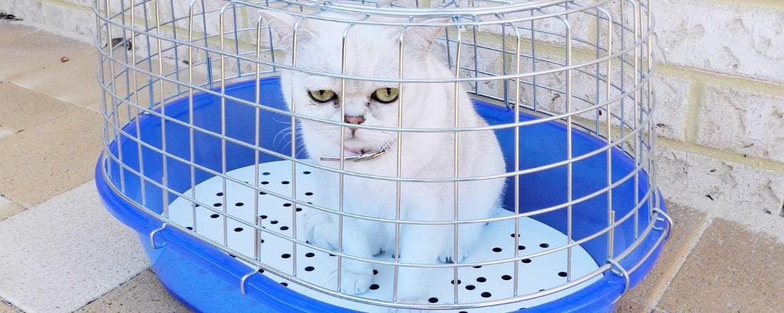 How Often Do You Take A Cat To The Vet?